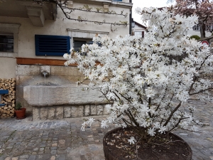 Magnolia et fontaine à Twann