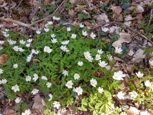 Anémones des bois