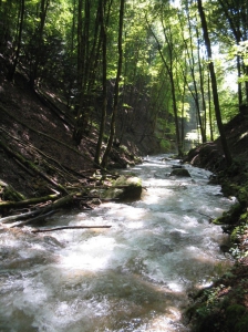 Le Nozon entre dans les gorges...