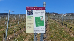 Chardonnay