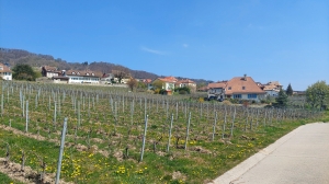 Le vignoble, en avril