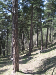 Dans la forêt