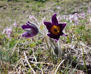 Pulsatilles de montagne