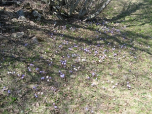 Hépatiques à 3 lobes