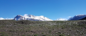 Crocus devant les Alpes