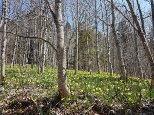 Jonquilles sous les arbres