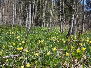  Jonquilles et ail des ours