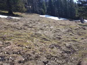 Crocus près des Neigeux