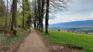 Entre Saules et Vilars, en lisière de forêt, le chemin est ombragé