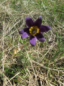 Pulsatille des montagnes