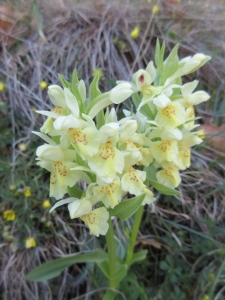 Orchis à odeur de sureau