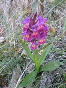 Orchis à odeur de sureau