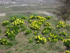 Sur la colline de Vison