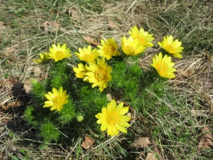 Adonis de printemps