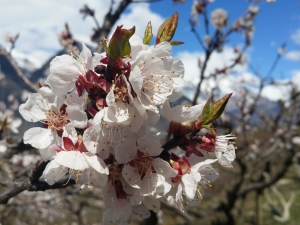 Fleurs d'abricotiers