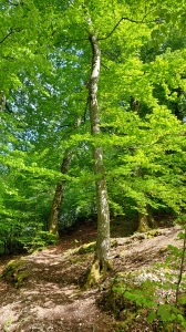 Le sentier, dans la forêt, non loin de la Roche de l'Ermitage