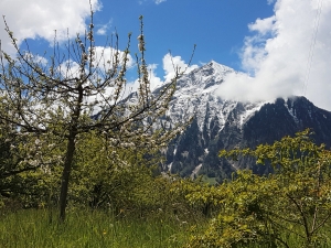 Le Niesen depuis Hondrich