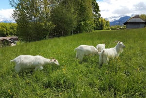 Ces chèvres ont suffisamment à manger