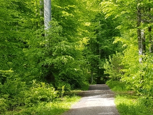 Chemin du Hondrichwald