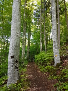 Sentier à l’ombre des hêtres du Hondrichwald