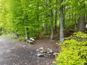 En sortant de la forêt