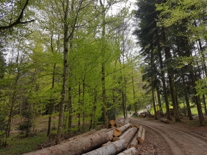 Une forêt pour le retour