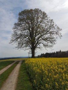 Le tilleul de Chabisberg