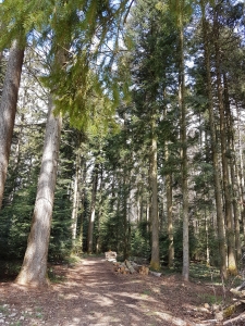 Traversée de la forêt