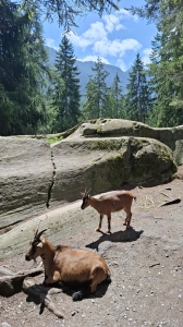 Les chèvres 
