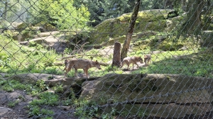 Les loups