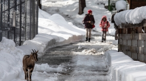 Le zoo des Marécottes, en hiver