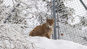 Un magnifique lynx