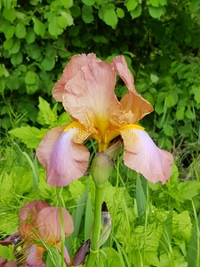  Iris dans le jardin des abeilles