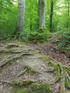 Racines sur le sentier