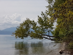 La rive près de Tolochenaz