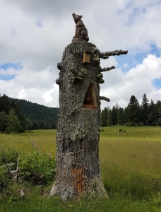 Un loup au col du Mollendruz