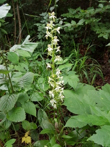 Platanthère à deux feuilles