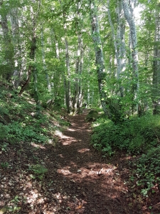 Sentier ombragé