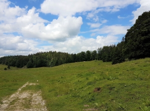 Pâturage et vaches très calmes