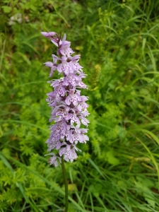 Orchis tacheté.