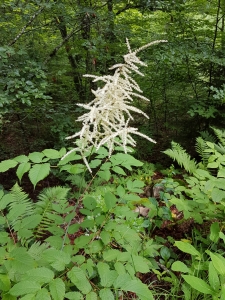 Reine des bois