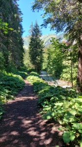 Le sentier ombragé, dans la forêt