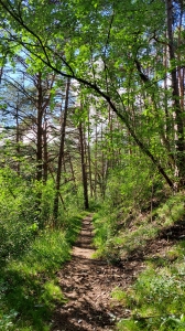 Un agréable sentier dans la forêt