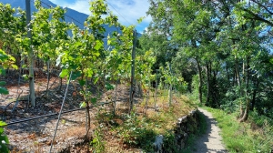 Le sentier du lézard vert