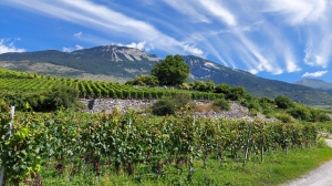 Le vignoble, sur la colline