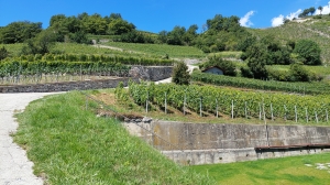 La montée dans les vignes