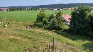 Un champ de vaches à traverse. Ce jour-là, elles étaient plutôt pacifiques!