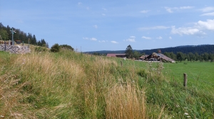 Grandes herbes dans un champ de vache