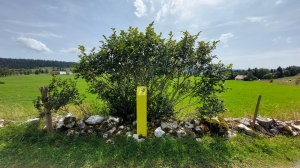 Une des bornes, installée devant un arbre indigène