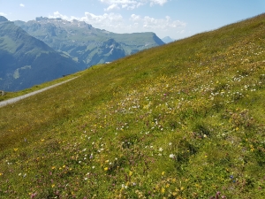 Prairie fleurie près du sommet